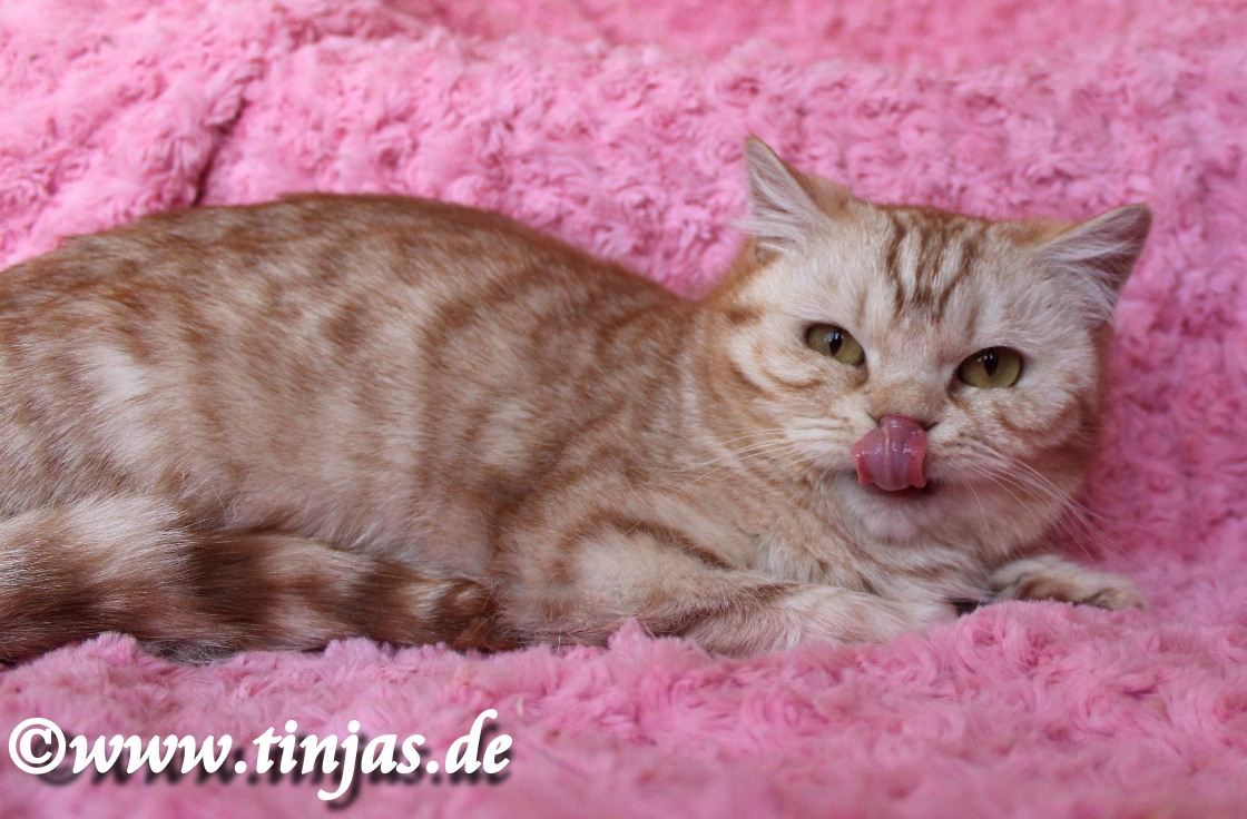 Britisch Kurzhaar cinnamon silver tabby spotted 